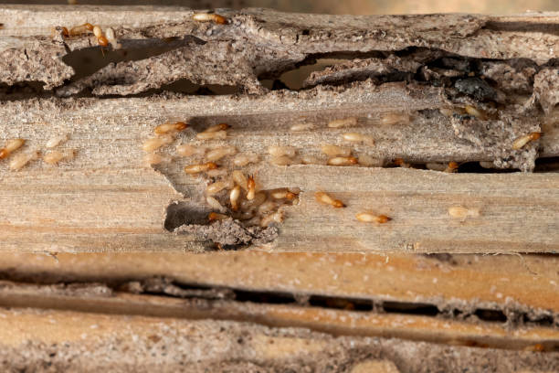 Wasp Removal Services in Pleasureville, KY
