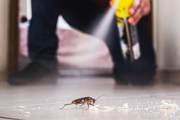 Best Flea Control Services  in Pleasureville, KY